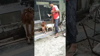 Kasih susu sapi ke kambing - 27 September 2022