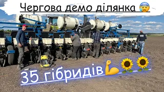 Надважка демо ділянка соняшнику🌻🌻