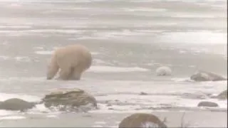 Polar Bears in Churchill, Manitoba