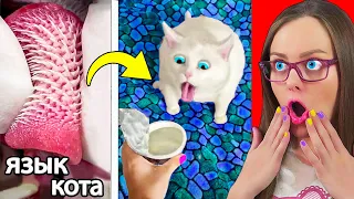 ПОПРОБУЙ НЕ СКАЗАТЬ ВАУ ЧЕЛЛЕНДЖ – НЕРЕАЛЬНО! Смотрю видео ИЗ TIKTOK и LIKEE