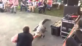 Alligator attacks trainer at Texas Crawfish Festival   YouTube 360p