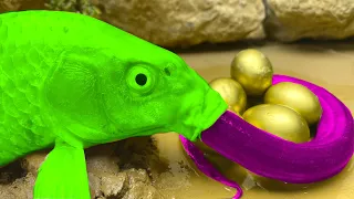 Fishing simulator|Best Funny Videos Compilation|Animation koi fish with eel battle , stop motion