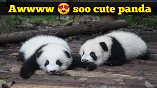 Aww Soo😍Funny And Cute Panda Compilation 🐼- How cute Video 2020 Part- 2