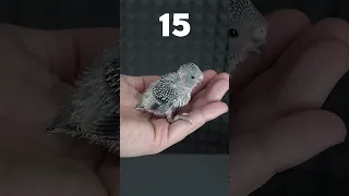 Baby Budgie 1 to 35 Day Growth Stages