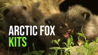 Arctic Fox Kits Emerge From The Den At Czech Republic’s Zoo Brno