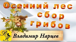 Сбор грибов.