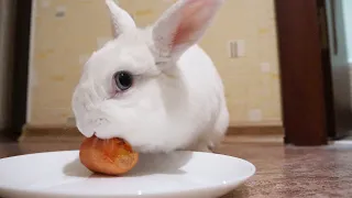 Кролик Моти кушает морковку 🥕