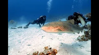 Zebra Shark Зебра Акула