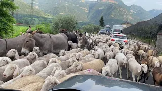 Große Herde mit Schafen, Ziegen und Maultieren auf der Straße