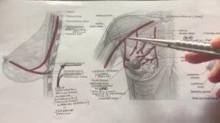 Breast Blood Supply: Breast Reduction Pedicles