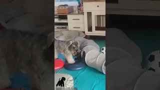 "Quill" loves playing with his mom Karma! So cute 🥰