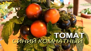 Томат СИНИЙ КОМНАТНЫЙ коллекционный (Blaue Zimmertomate)! Обзор сортов ТОМАТОВ!