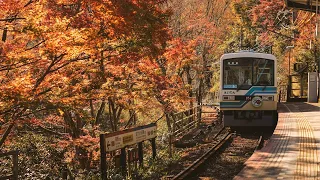 Japanese Indie Folk while watching the leaves fall