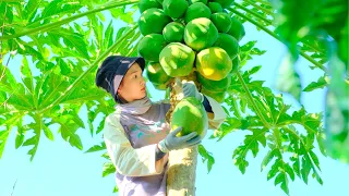 Full Video: Harvesting Papaya, Bell Pepper, Avocado Goes To Market Sell -  Cooking, Farm, Daily Life