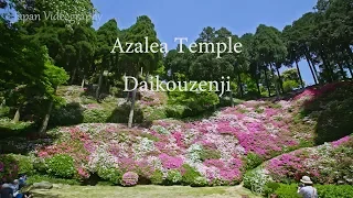 4K 九州つつじ寺 Fukuoka Japan Beauty of Azalea temple | Daikouzen-ji 大興善寺契園の花風景 春の福岡旅行 kyushu travel