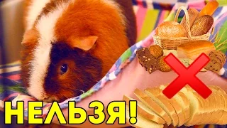 Что НЕЛЬЗЯ есть морским свинкам: ЗАПРЕЩЕННЫЕ ПРОДУКТЫ / Свинки шоу / SvinkiShow