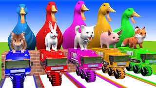 5 Giant Duck, Cow, Elephant, Tiger, Gorilla, Buffalo, Pig, Sheep, Transfiguration funny animal 2023