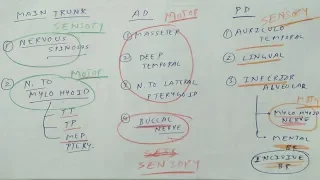 Trigeminal Nerve | Part 3 | Mandibular Division | NeuroAnatomy | The Charsi of Medical Literature