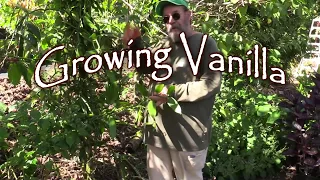 Growing Vanilla