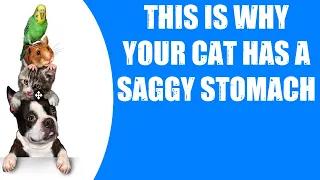 THIS IS WHY YOUR CAT HAS A SAGGY STOMACH