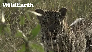 WildEarth - Sunrise Safari - 26 February 2022