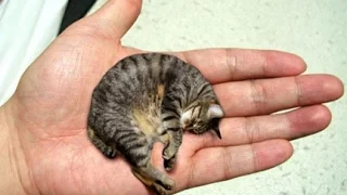 Самый маленький кот в мире «Мистер Пибблз»