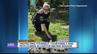 12-foot gator, estimated to be 100 years old, removed from Jupiter park