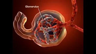 Anatomy and physiology Urinary system & Nephron (3D)