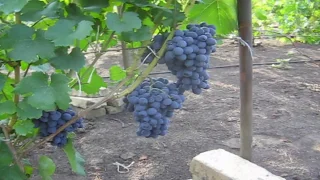 Чечета А Е  Сорта винограда Видео 2018
