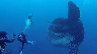 DIVERS ENCOUNTER GIANT FISH