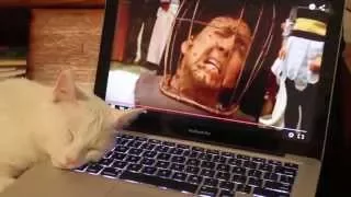 White Kitty Is Unimpressed By Nicholas Cage Losing His Shit