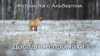 Фотоохота с Альбертом. Досадные промахи.