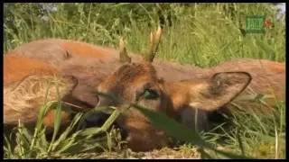 Auf Rehwild-Pirsch mit Peter Diekmann