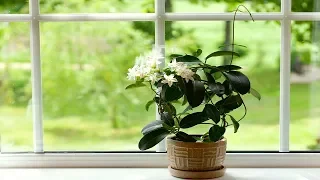 Grow Your Own Jasmine, And Your Home Will Always Smell Amazing - Gardening Tips