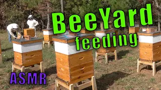 Working a Small BEE YARD #ASMR #beekeeping #beehives #bees #honey #honeybees #hobby #beekeeping 101