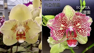ЗАДОХНУЛИСЬ у этой ОРХИДЕИ КОРНИ спасаем орхидею после пересадки