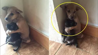 TO TEARS... Stray puppies don't stop hugging because they were rescued!