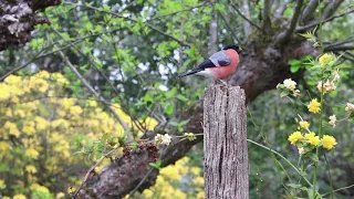 Bullfinch Bird Bonanza - Birds | Pet