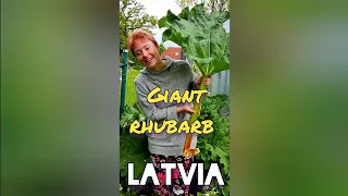 Life in Latvia | Giant rhubarb as umbrella (eng subs) | Жизнь в Латвии • гигантский ревень как зонт