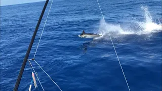 Patrick's epic blue marlin on Ymer