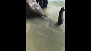 Little elephant swims in the sea in Phuket