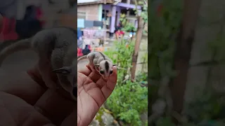 So Cute Sugar Glider Baby #shorts