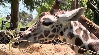 Baby giraffe at Reid Park May 2024