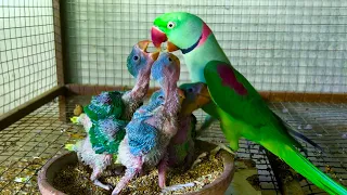 What did the parrot do to her children? | Raw Parrots baby Feeding 2024