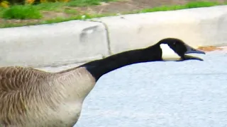 Canada Geese Fighting Honking Loud Sounds
