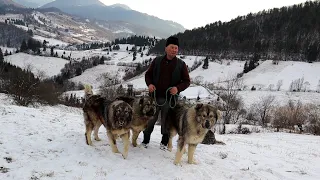 Ciobănești CARPATINI pe stil vechi | Lucian D. iernează singur animalele în munții CARPAȚI partea 1