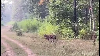 Close Encounter with Tiger|| Bandhavgarh National Park| Madhya Pradesh||Wildlife encounters||Nature|