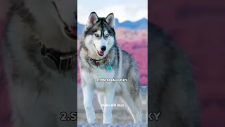 Top 10 dogs that look like wolf 🐺 Which one is your favorite? 🐶