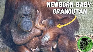 Adorable Newborn Orangutan at Chester Zoo September 2023