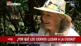 ¿Por qué hay ciervos sueltos en Rosario?